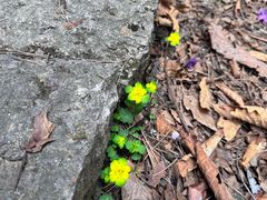 -五女峰国家森林公园