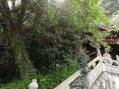 -十八棵（老龙井）御茶园(老龙井店)