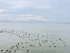 -深圳湾公园(南山区)