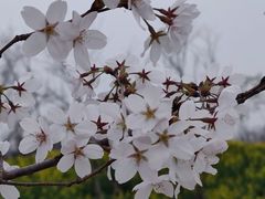 -武汉紫薇都市田园