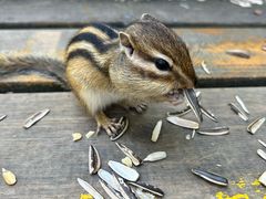 -五营红松林海景区