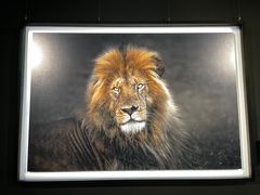 -罗红摄影艺术馆