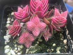 -龙大花卉苗木市场