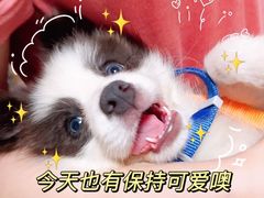 -翊宠yipet猫狗购宠庄园犬舍•猫舍