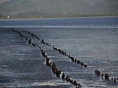-深圳湾公园(南山区)