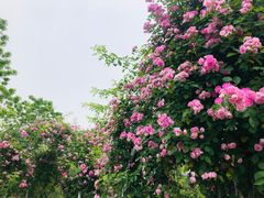 -尚贤河湿地