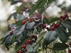 -北京大学-燕南食堂