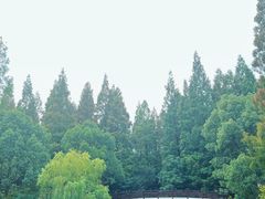 -东平国家森林公园
