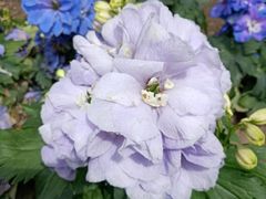-满记甜品(王府井北京市百货大楼店)