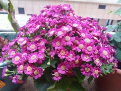 -L猪扒包(天河购书中心店)