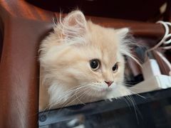 -欣宠猫屋·矮脚拿破仑·蓝金金渐层