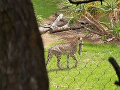 -威勒比开放式动物园