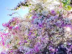 -深圳国际园林花卉博览园