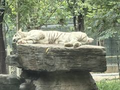 -秦皇岛野生动物园