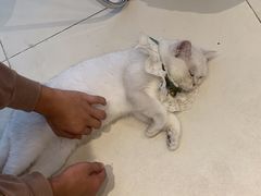 -怪兽屋·羊驼·猫咖·狗咖(俊华广场店)