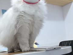 -天使宠物医院·犬猫分诊(彩虹店)