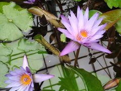 -国家植物园南园