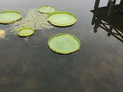 -荷塘月色湿地公园·向阳花洲