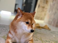 -中农国际动物医院24小时·猫科·骨科·急重症中心