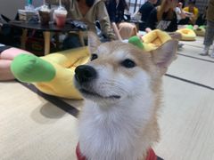 -逗柴咖啡屋·狗咖猫咖宠物桌游