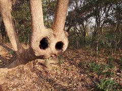 -上海佘山国家森林公园天马山园