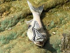 -千年银杏谷文化旅游区