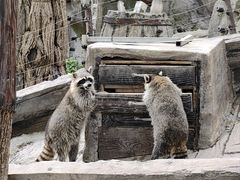 -上海野生动物园