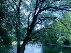 -上海共青森林公园