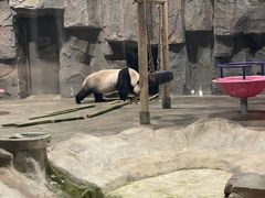 -栾川竹海野生动物园