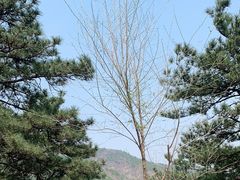 -北京西山国家森林公园