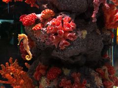 -暹罗海洋世界