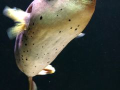 -暹罗海洋世界