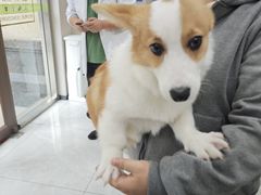 -瑞鹏宠物医院·超声·骨科·奇麟分院(蜀都万达店)