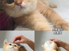 -lincat·猫舍(广州店)