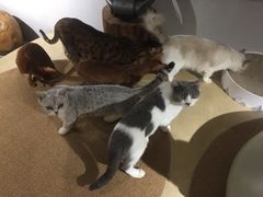 -more than meow吴止猫主题餐厅(承德 中船汇店)