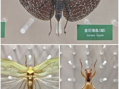 -国家自然博物馆