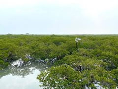 -北海金海湾红树林生态旅游区