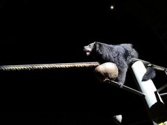 -清迈夜间动物园