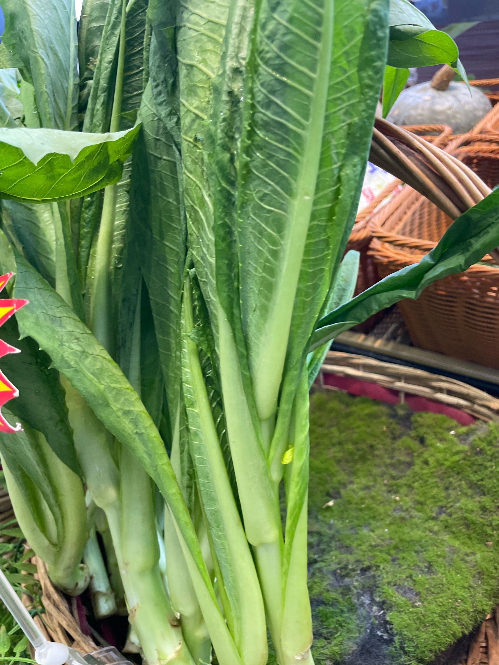 湖南江永：冬早蔬菜抢“鲜”直供 端上大湾区餐桌