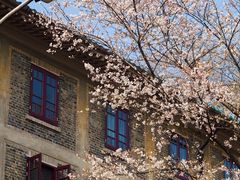 -武汉大学-樱园