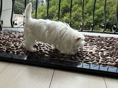 -瑞派康怡24h宠物医院·犬猫医疗中心·微创绝育(瑞景分院)
