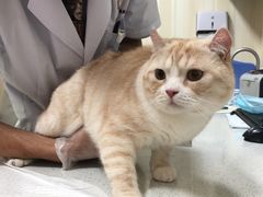 -宠爱国际动物医院· 猫科· 外科·中兽医(长白店)
