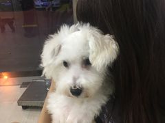 -佳雯宠物医院(四明中路分院)