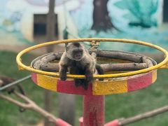 -西霞口神雕山野生动物世界