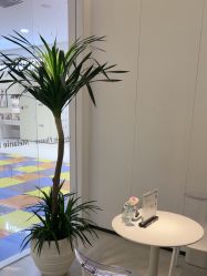 点击看大图 -玛莲朵·海菲秀冰珀科