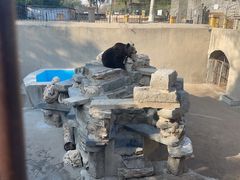 -保定市动物园