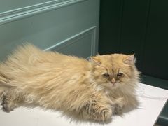 -安格丽娜·狗咖·猫咖羊驼咖(春熙路百盛商场店)