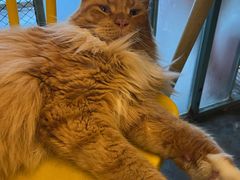 -喵屿·大理花园猫咖