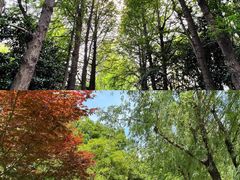 -上海滨江森林公园