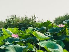 -白洋淀景区